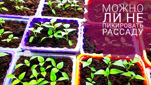 календарь посадки рассады. сроки посадки рассады помидоров на рассаду. лунный календарь для рассады посадки рассады. пикировка томатов. недельная рассада помидор.