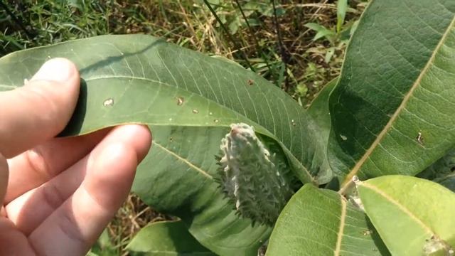 Common Milkweed Pods & Seeds смотреть онлайн