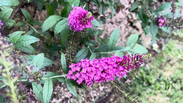 2023 Fall Garden Tour 🌷🌷🌷 || Come See What Made it Through 60 days of 100 Degree Temps!