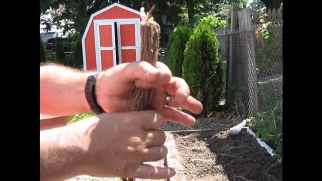 How To: Planting Asparagus in a raised bed