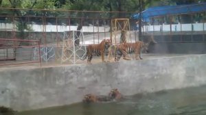 Тигры балуются в вольере