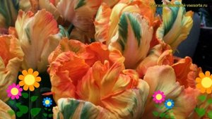 Тюльпан попугайный Паррот Кинг. Краткий обзор, описание характеристик Parrot king