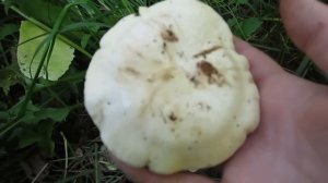 Весенние грибы. Рядовка майская  (Calocybe gambosa). Где растут,  как найти, как узнать