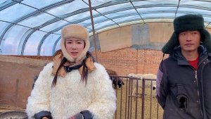 natural animal meeting|cow bull and buffalo|#hybridmating|#crossmeeting