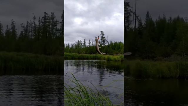 Ловим щуку и окуня смотреть онлайн