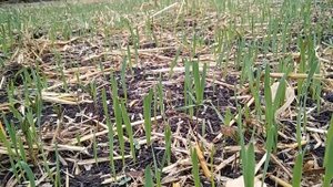 Неделя спустя результат шокировал Сидерат растёт