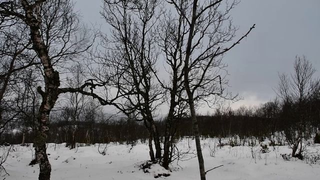 Мурманск, сопки, следы зайцев почти зима.