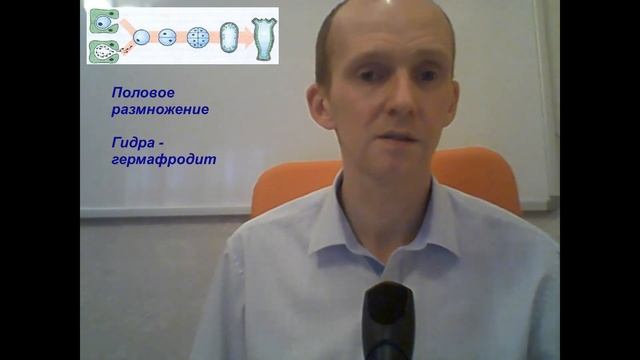 Тип Кишечнополостные. Класс Гидроидные