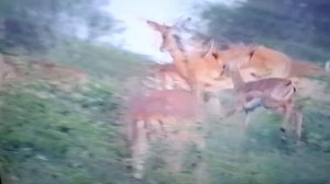 Африка. Антилопа.