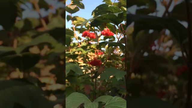 Калина красная. Сентябрь 2020/Red viburnum. September, 2020