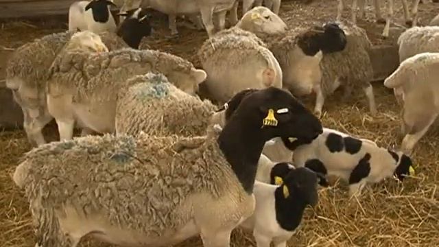 Компания «Мираторг» организовала экскурсию для школьников на овцеводческую ферму