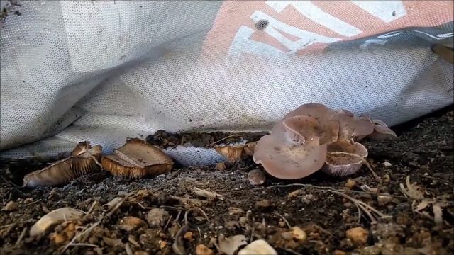 ? setas 2021 crecen setas en casa en el abono del jardín febrero 2021 (1/2).En pocos días 2º video. смотреть онлайн