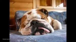 Приколы с Английским Бульдогом