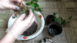 Фикус Бенджамина. Обрезаю корни.