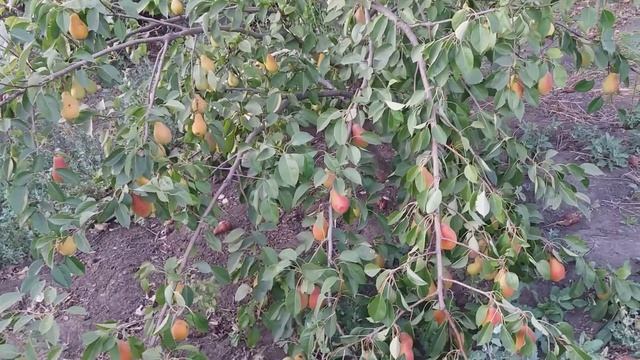 Очень урожайный сорт груши / урожай каждый год! ТАЛГАРСКАЯ КРАСАВИЦА !!!