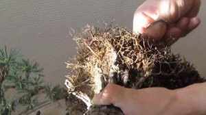 пересадка бонсай сосны