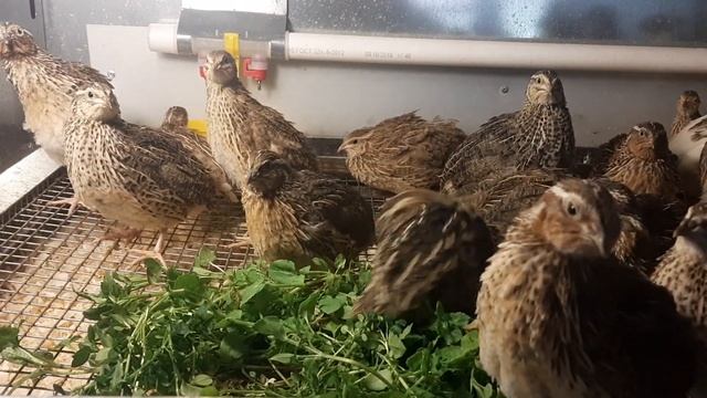 Перепела из магазинного яйца едят мокрицу смотреть онлайн