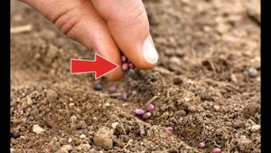 Цветы однолетники идеально подходящие для посадки под зиму! Какие цветы сеять поздней осенью?