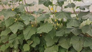 Уход за огурцами в теплице. Грамотный уход - стабильный урожай ?