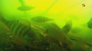 Рыбалка на озере Карасун, Краснодар, Поплавочная удочка. Fishing Съёмка под и над водой. Поплавок