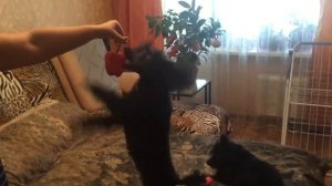 Год собаки !!! Как собаки встречают Новый год !!!