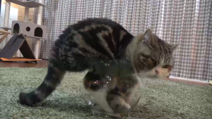 Толстый кот и аквариум
