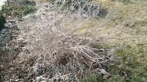 Кариоптерис.Весна.Особенности обрезки
