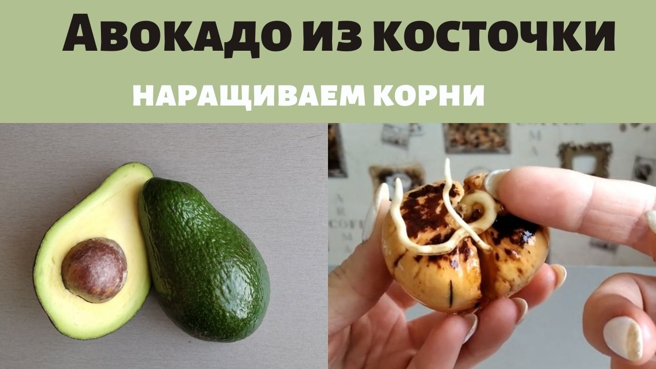 Как вырастить авокадо из косточки. (Avocado) ? . Наращиваем корни.