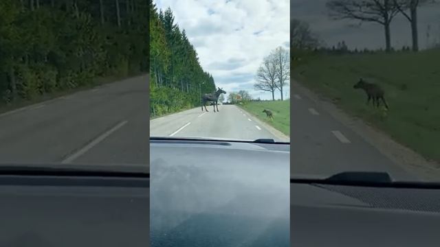 Лосиха с лосёнком переходят дорогу. Швеция [?]. 2019 смотреть онлайн