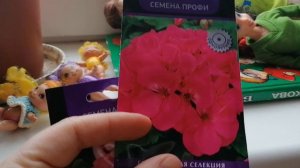 Крокусы в горшочках на выгонку 10.02.2022 сохраню в холодильнике до посадки в сад