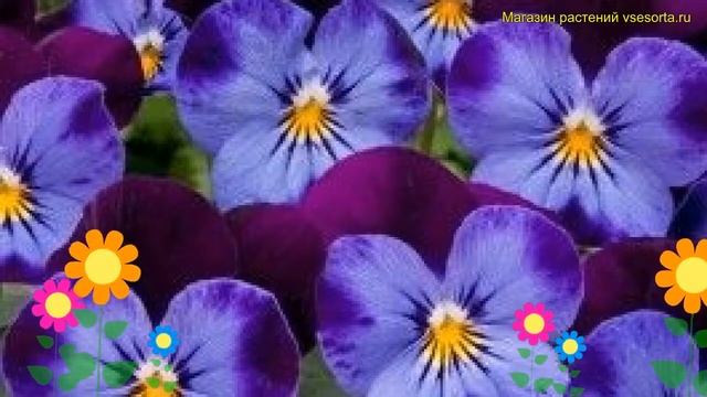 Виола рогатая Деним Джамп ап. Краткий обзор, описание характеристик viola cornuta Denim Jump Up смотреть онлайн