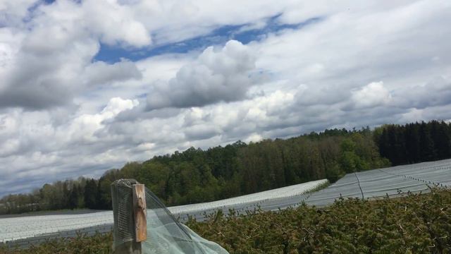 Русские в Германии/Немецкий порядок/Сигнализация в садах смотреть онлайн