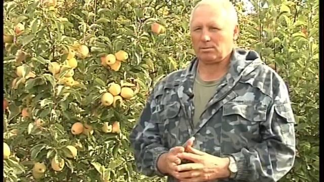 Крымские яблоки: симиренка смотреть онлайн