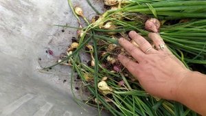 Собираю урожай лука севка. стригуновский, халцедон