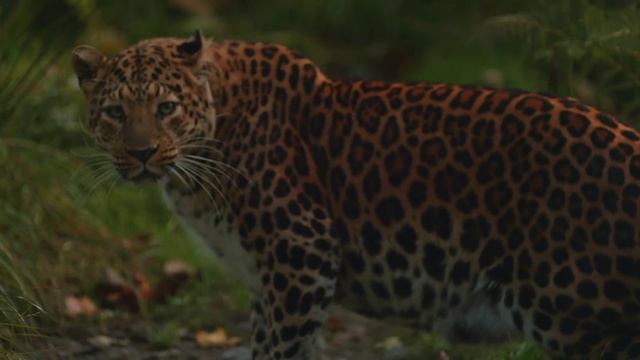 Животный мир Кавказа. Возвращение леопарда