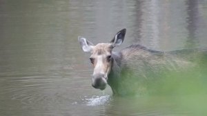 Лось: чем его кормить?