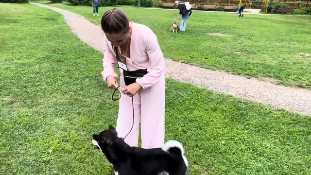 Выставка СКОР…Самурай(Сиба Ину)…#сибаину смотреть онлайн