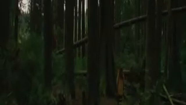 New Moon Twilight 2 du point de vue de Calypso