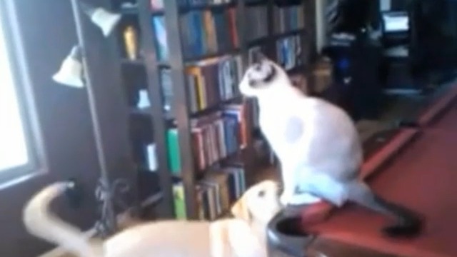 Кошачий фейл 
