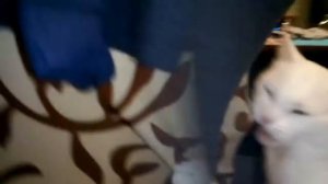 Кот грызёт стул