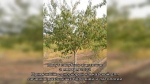 Выращиваем на дачном участке сорт сливы Персиковая