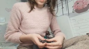 как правильно чистить ушки и стричь когти кошке?/ как ухаживать за сфинксом?/