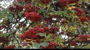 ах эта красная рябина