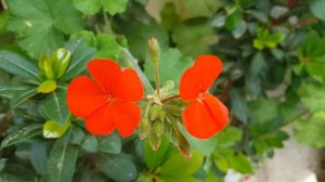 Orange-Red Geranium (Crane's-bill) in 4k Resolution