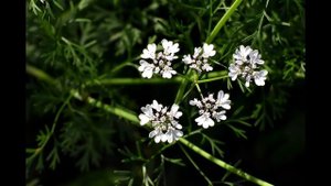 АРОМАТИЗАТОР СВОИМИ РУКАМИ ДЛЯ РЫБАЛКИ [КОРИАНДР ДЛЯ РЫБАЛКИ] АРОМАТИЗАТОР ДЛЯ РЫБАЛКИ №2