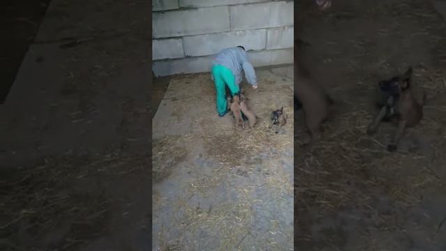 Щенки бельгийской овчарки №1 | Купить щенка малинуа