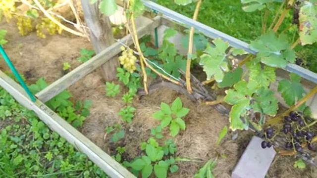 Виноград Подмосковья, Краса Никополя, Гарольд, Аксинья, Румба смотреть онлайн