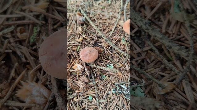 Гриб похожий на млечник камфорный .A mushroom similar to  lactarius camphoratus .