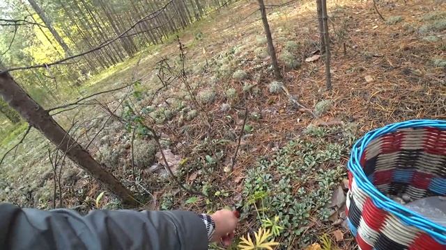 За грибами в Верхнюю Курью. 19 сент 2020 смотреть онлайн