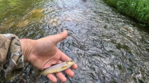 Ехали за Хариусом, а получили Форель. Первая рыбалка 2024. Новичок на охоте.